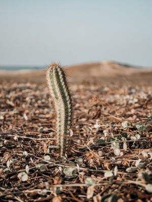 SABIAGUABA CACTO