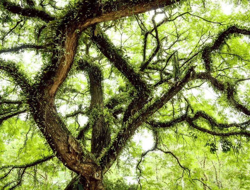 GALHOS DE ÁRVORE NA PRIMAVERA