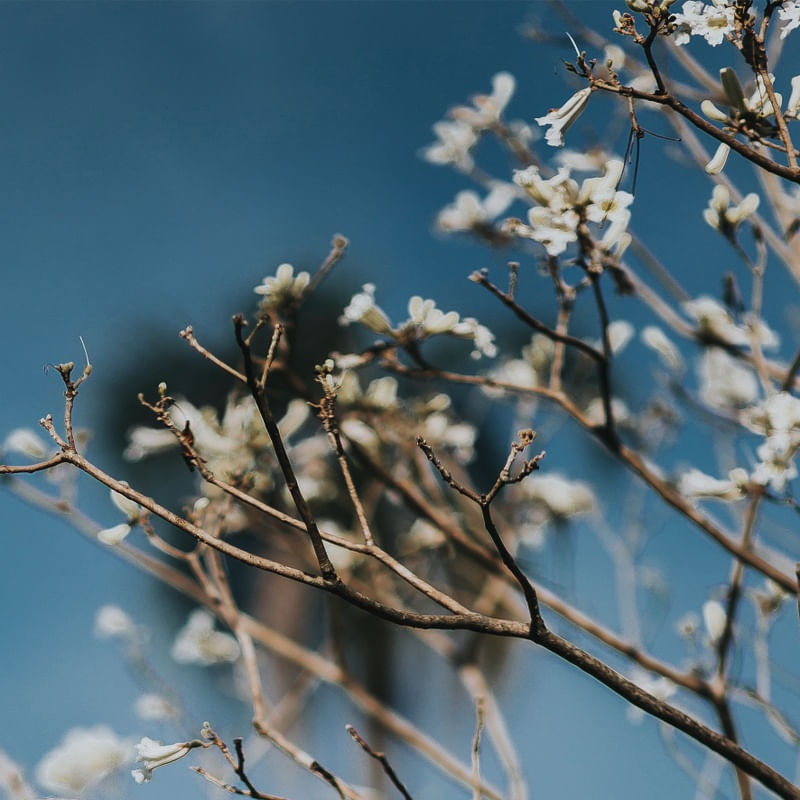 CÉU ENCANTADO