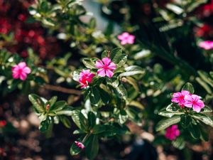 FLORES ROSADAS