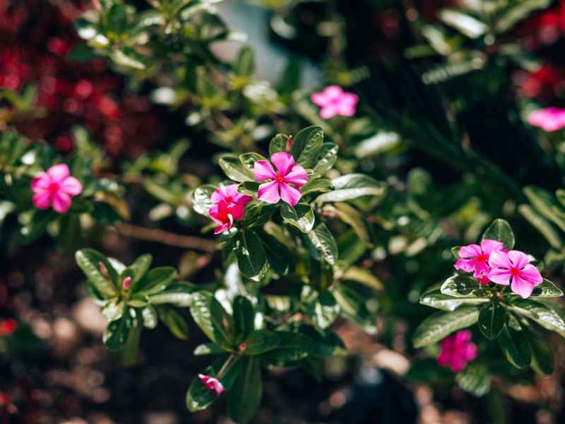 FLORES ROSADAS
