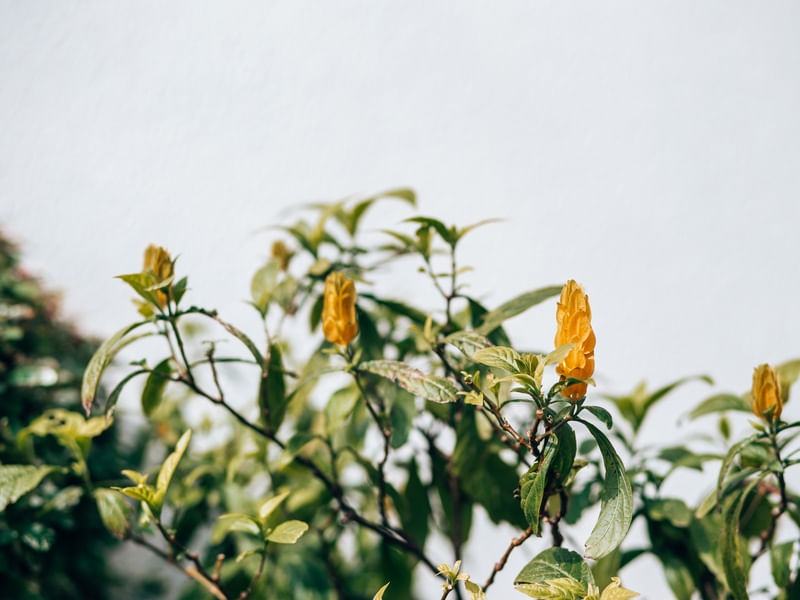 GOLDEN FLOWER