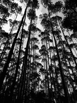 FLORESTA DE ÁRVORES ALTAS