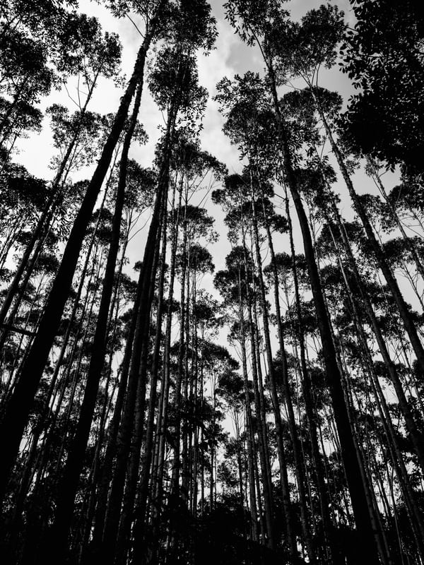 FLORESTA DE ÁRVORES ALTAS