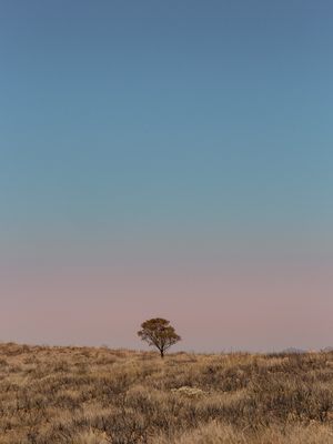 ÁRVORE - IBITIPOCA