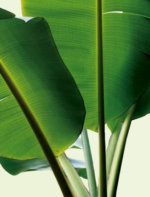 MUSA FOLHA