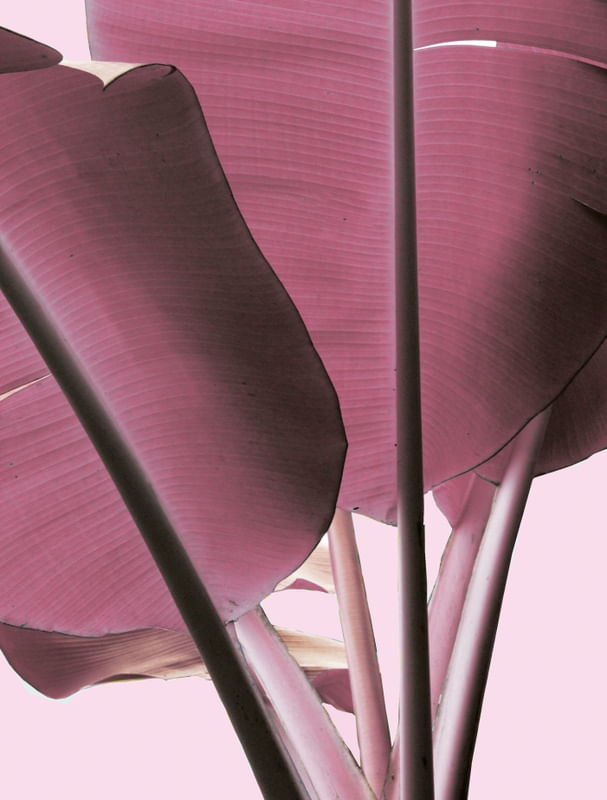 MUSA PINK