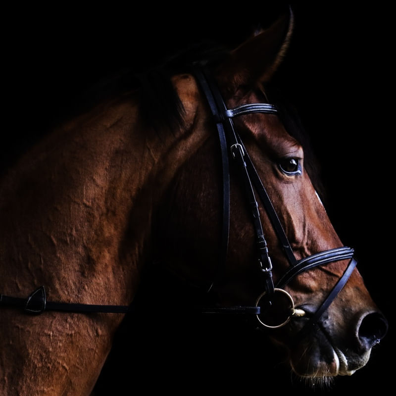 CAVALO 1 DA HELO