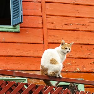 GATO E PAREDE VERMELHA