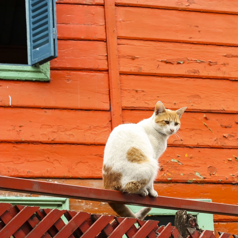 GATO E PAREDE VERMELHA