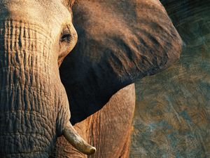 RETRATO DE UM ELEFANTE