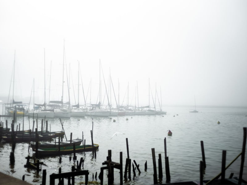 -FOG-