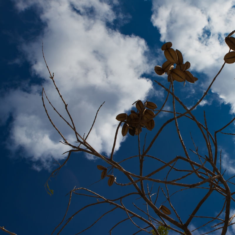 CÉU AZUL E ÁRVORE MARROM