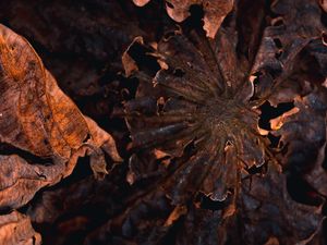 ABSTRATISMO NA NATUREZA