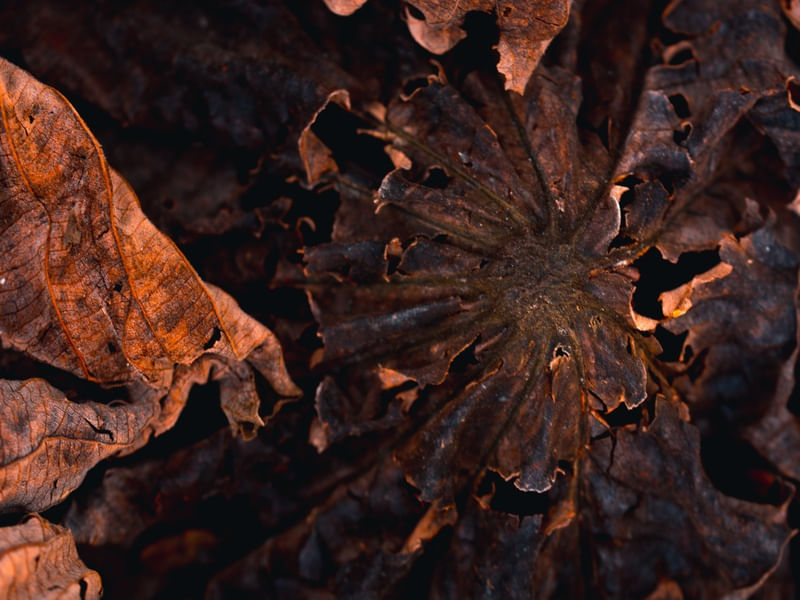 ABSTRATISMO NA NATUREZA