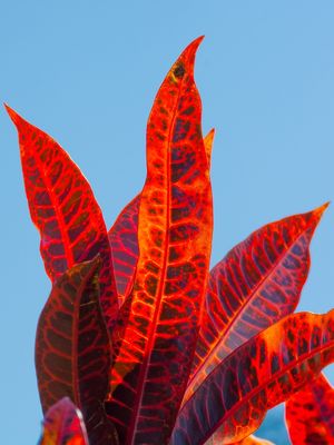 CONTRA O AZUL DO CÉU (1)