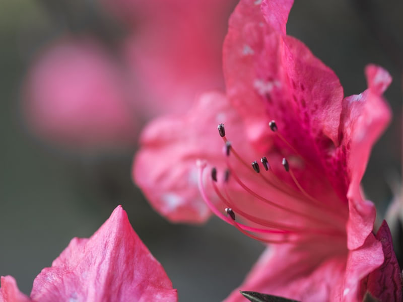 FLOR ROSA, FUNDO CINZA