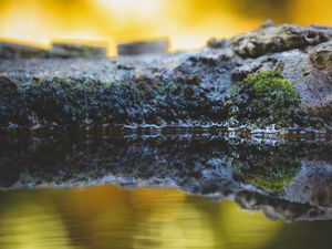 POND REFLEX (1)