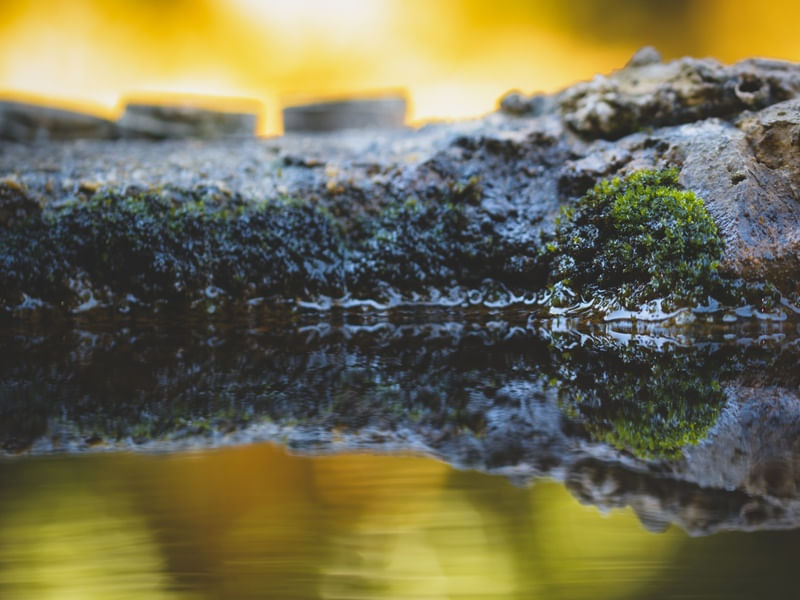 POND REFLEX (1)