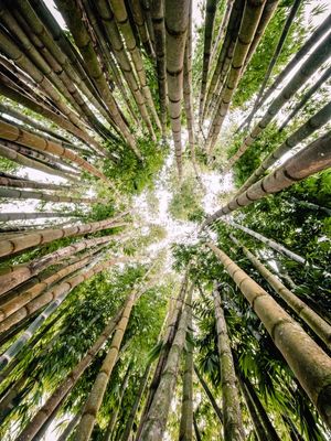 FLORESTA DE BAMBU II