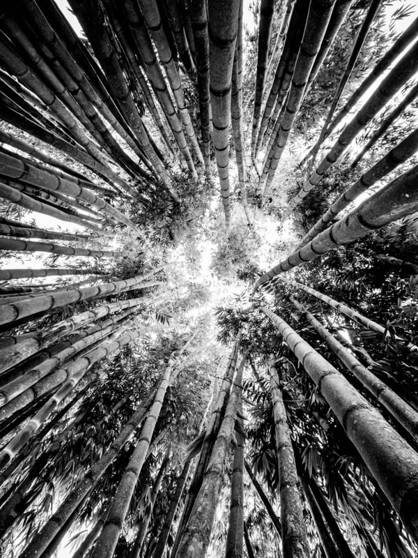 FLORESTA DE BAMBU PB
