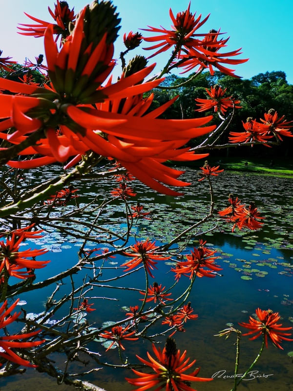 ERYTHRINA ESPECIOSA