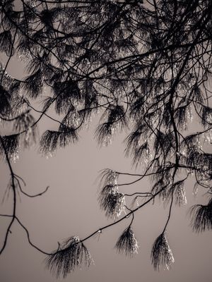 CORTINA DE FOLHAS _6