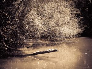LAGO SEPIA