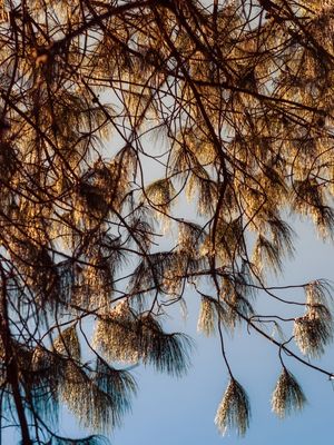 CORTINA DE FOLHAS_7