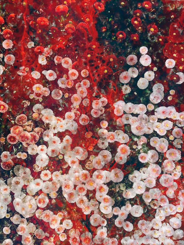 AQUARELA FLORES SURREIAS