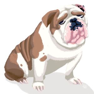 BULLDOG 1