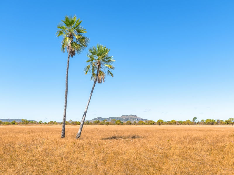 CAMPO E CARNAÚBAS
