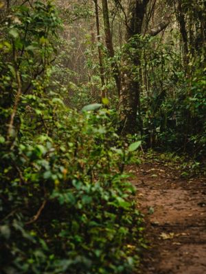 CAMINHOS DA FLORESTA 3
