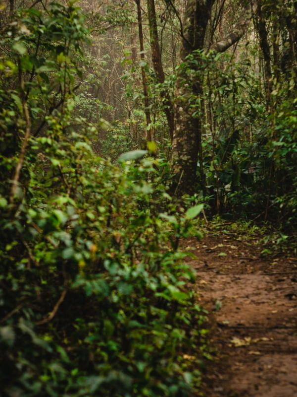 CAMINHOS DA FLORESTA 3