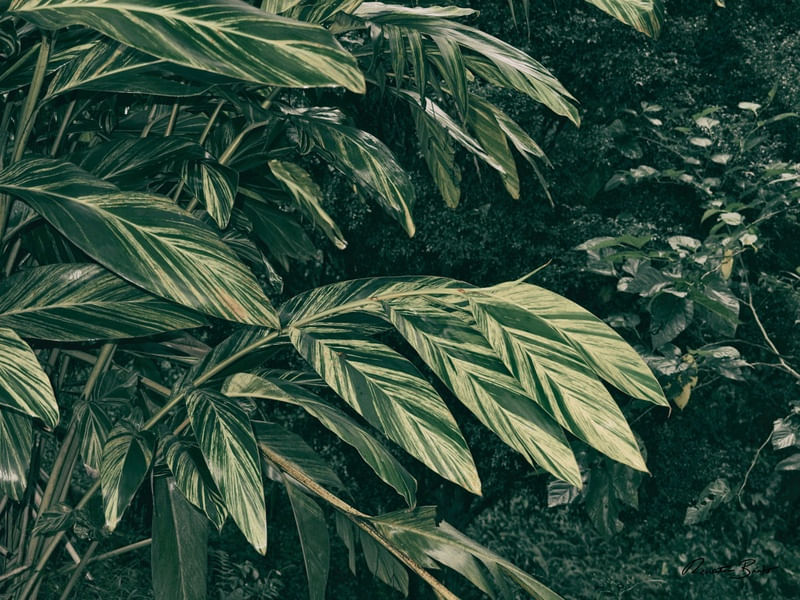 THE GREEN