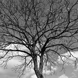 ÁRVORE DO CÉU (PB)