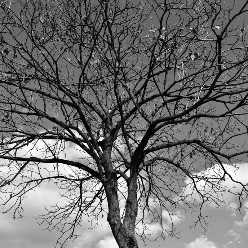 ÁRVORE DO CÉU (PB)