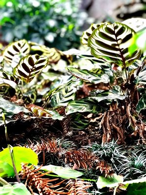 VEGETAÇÃO DA FLORESTA