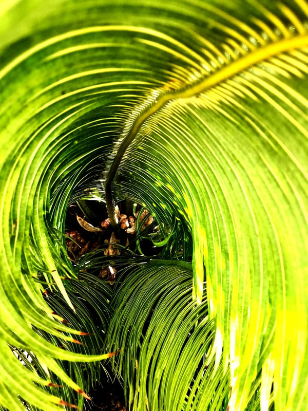 VERDE ESPIRAL