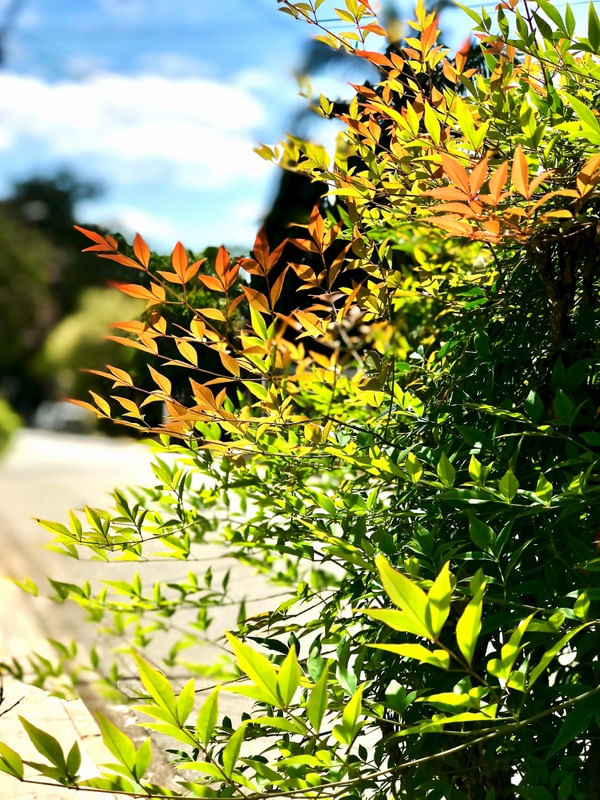 VISUAL VERDE E VERMELHA