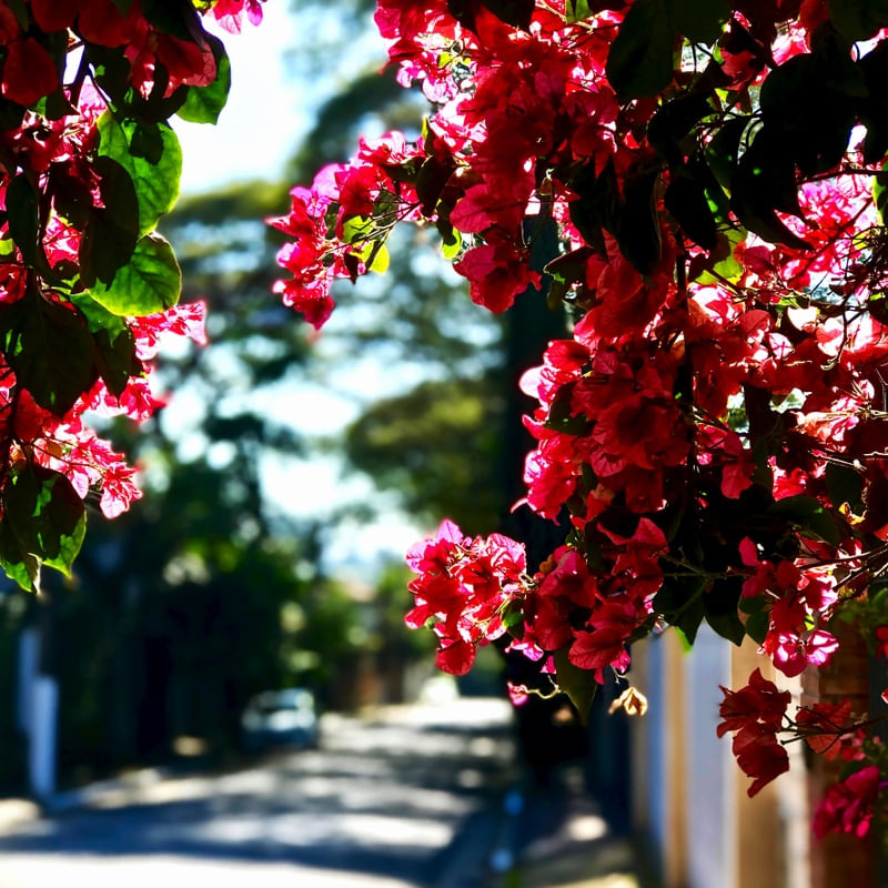 PRIMAVERA OUTONO SQUARE