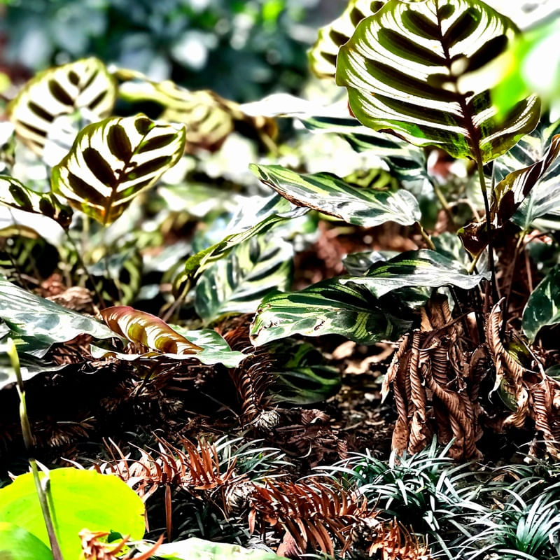 VEGETAÇÃO DA FLORESTA SQUARE