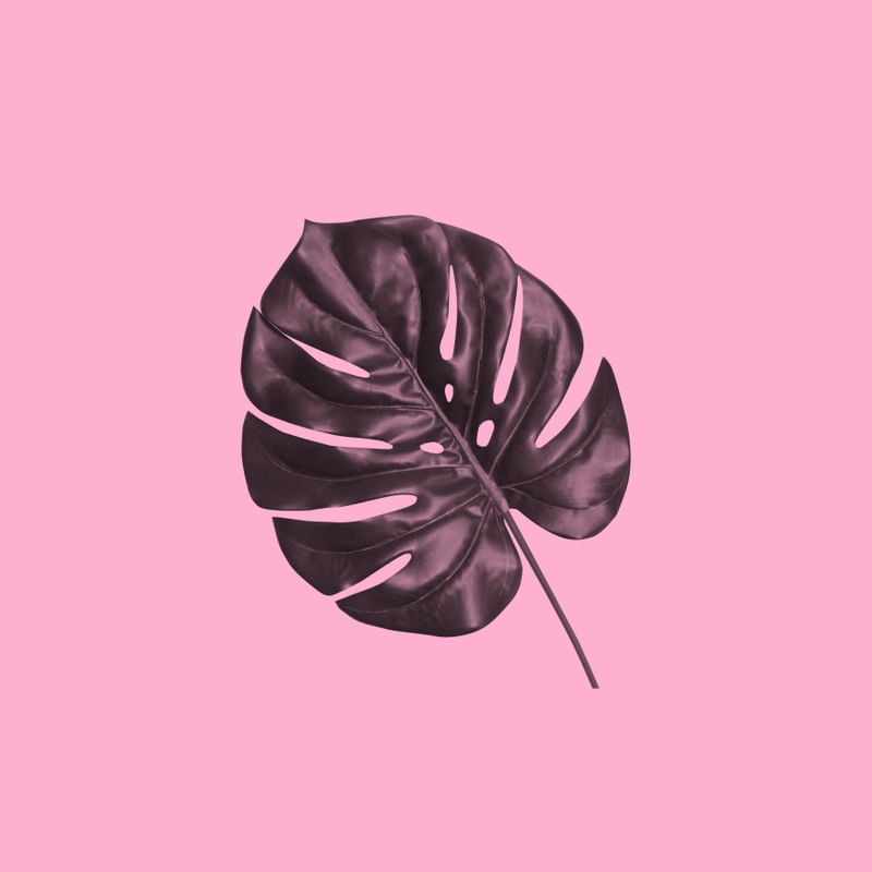 COSTELA DE ADÃO - ROSA ANTIGO