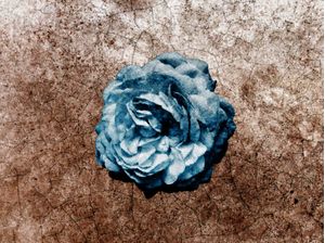 FLOR AZUL BELEZA ARIDA