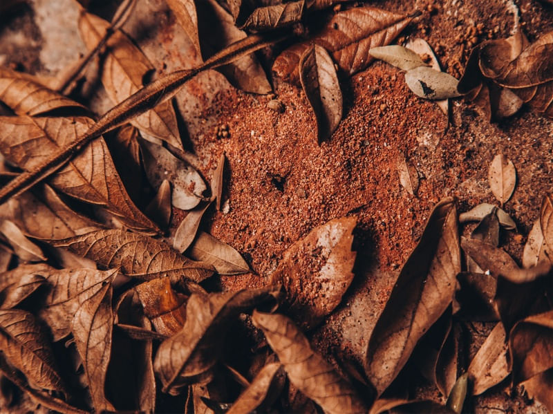 FORMIGUEIRO AO LÉU