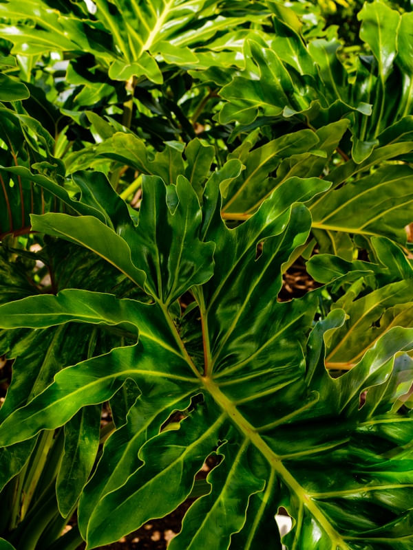 FLORAL FL2