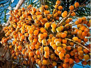 FRUTIFICAR FL 4