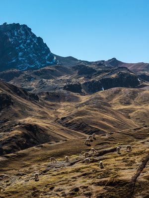 ALPACAS E MOTANHAS, VINICUNCA