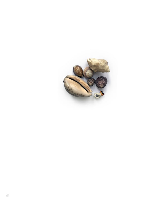 CONJUNTO DE CONCHAS COM INTRUSO