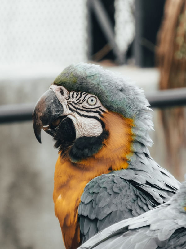 ARARA CANINDÉ I